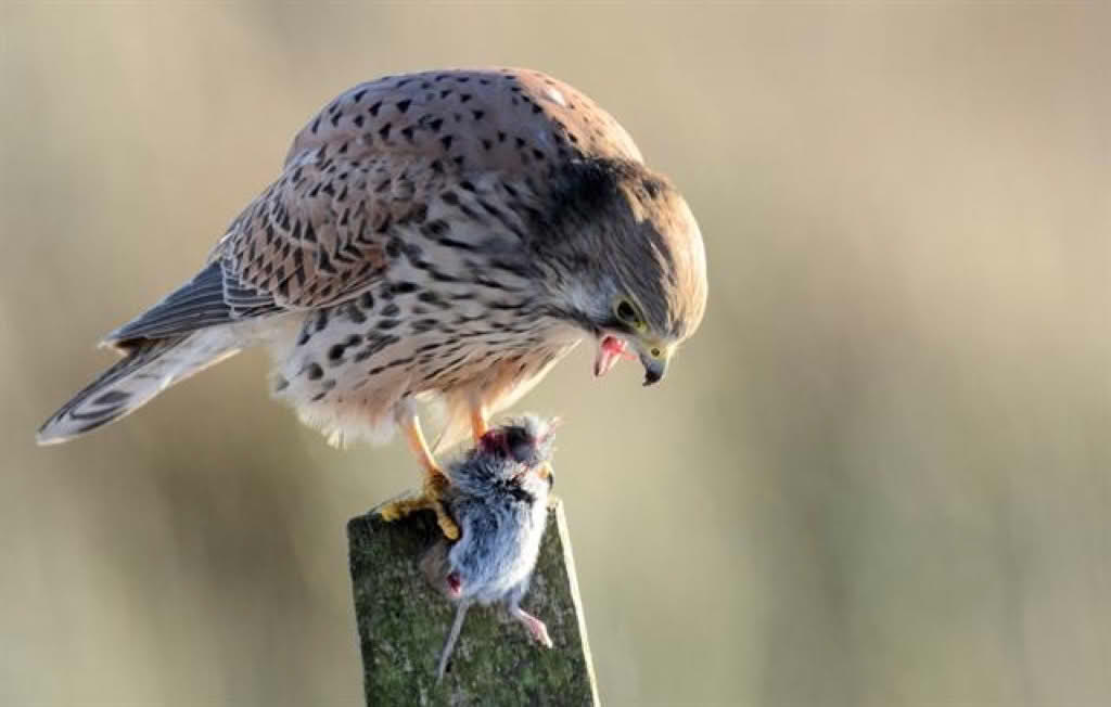 Falco tinnunculus