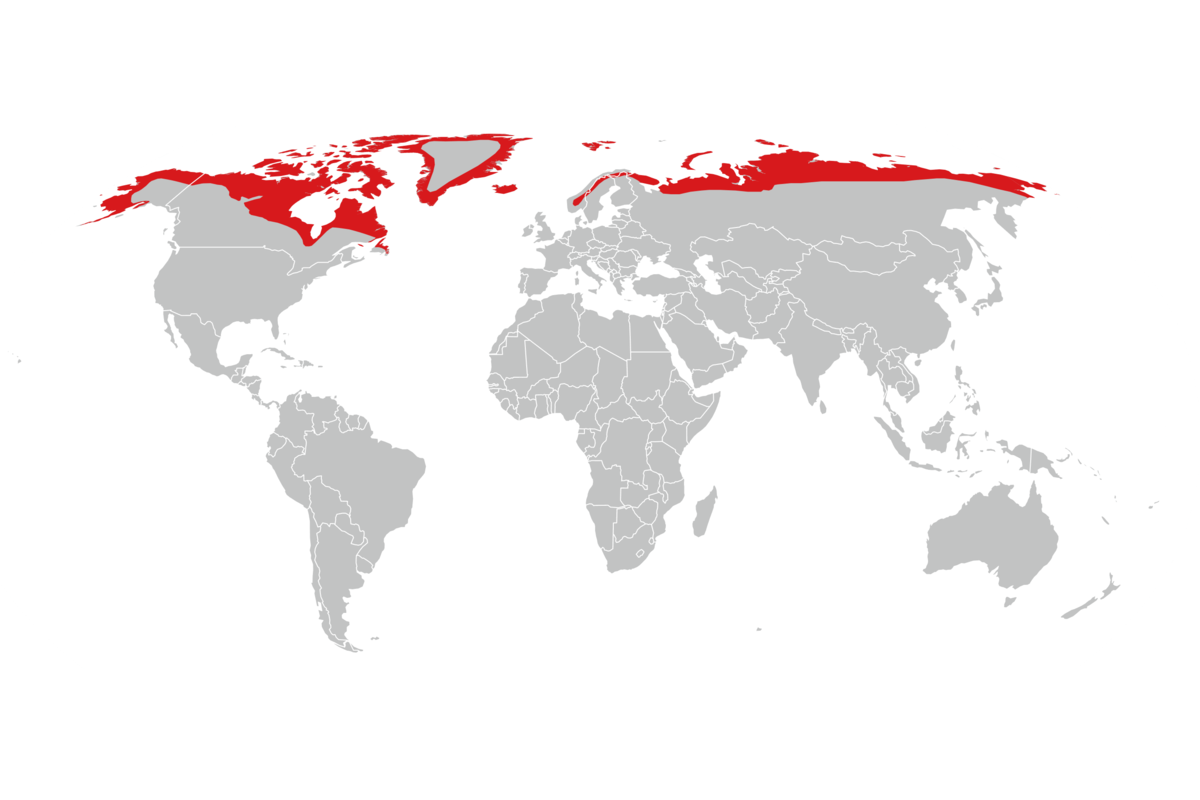 utbredelse av fjellrev