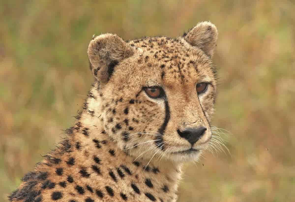 Gepard