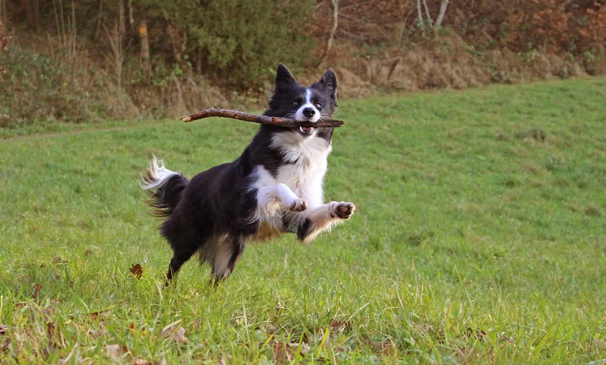 Border collie