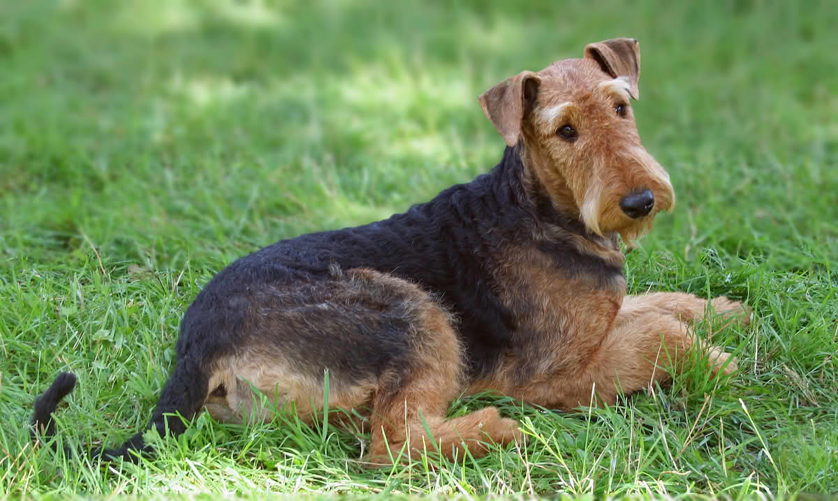 Welsh terrier