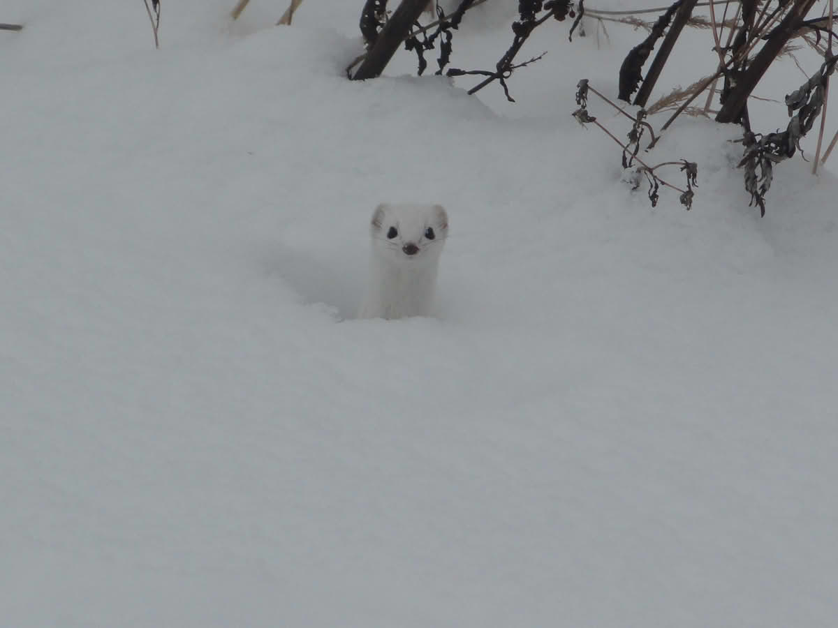 Snømus i snø.