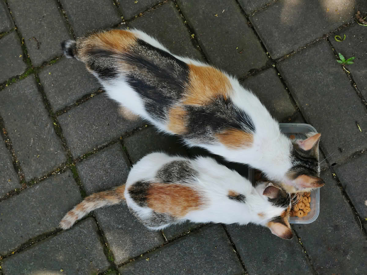 Kalikokatt