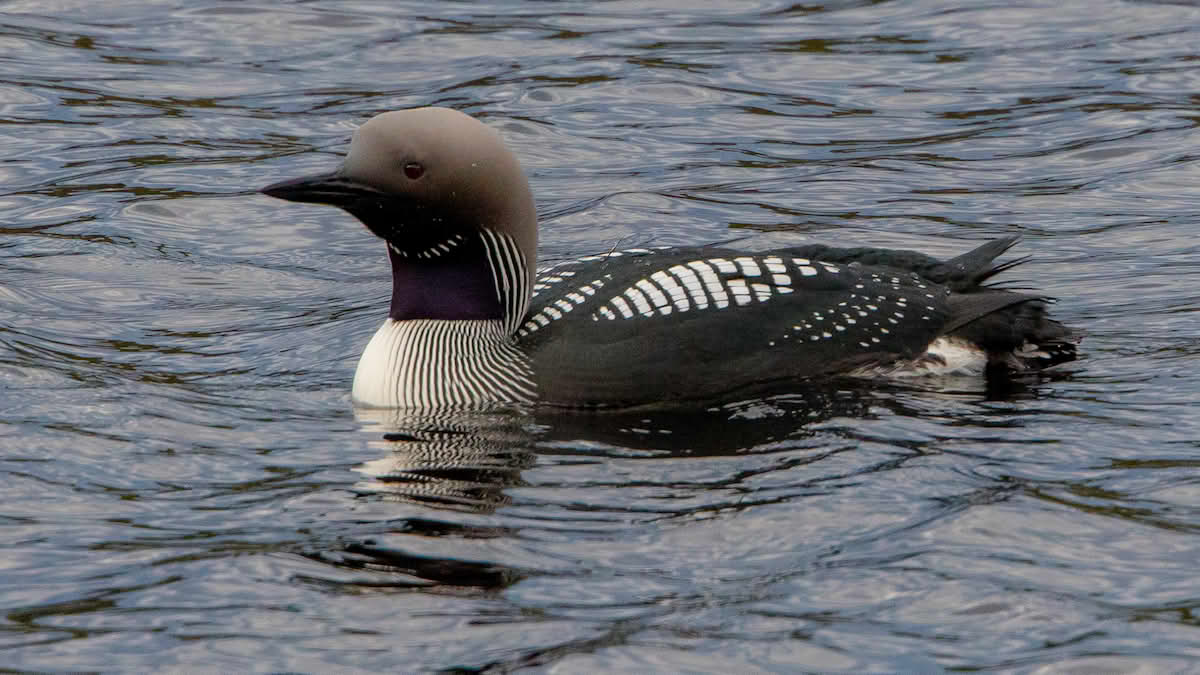 Storlom (Gavia arctica) black-throated loon
