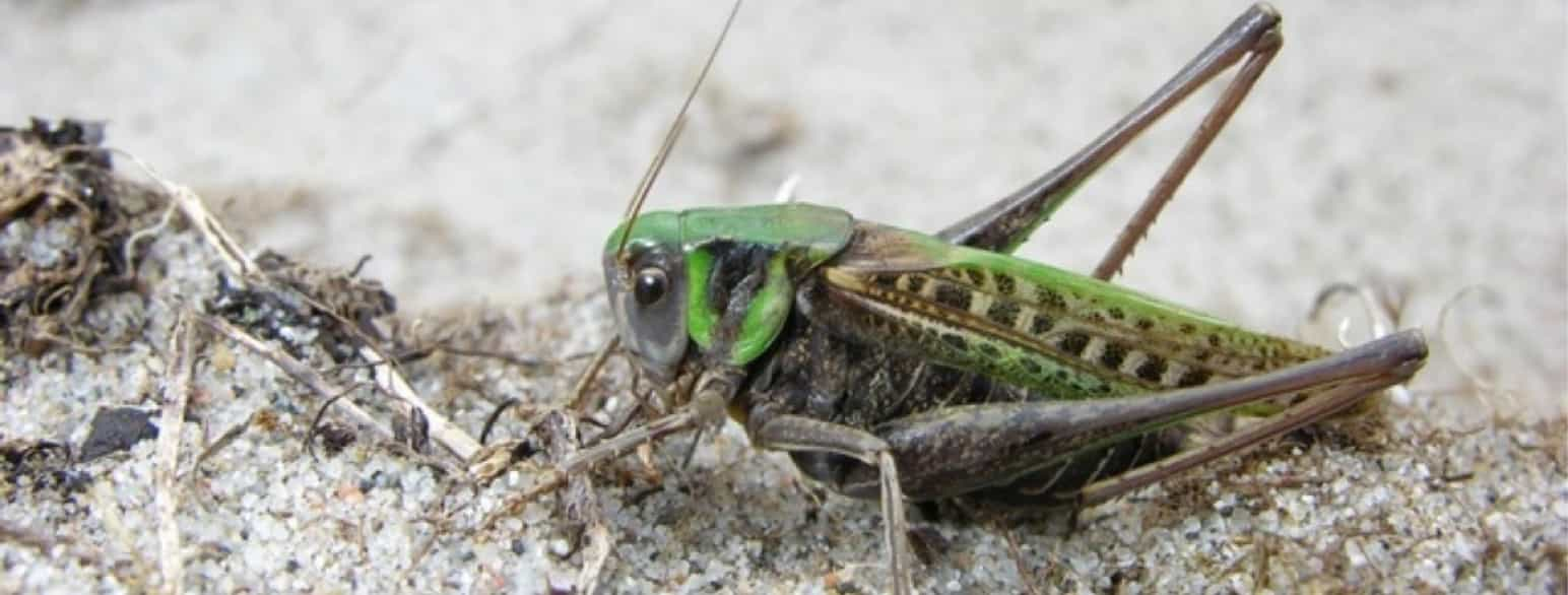 Decticus verrucivorus, vortebiter