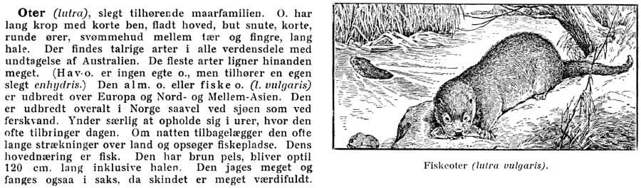 Fra første utgave av Aschehougs leksikon (1906–1913)