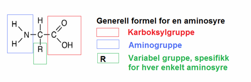 Generell aminosyrestruktur