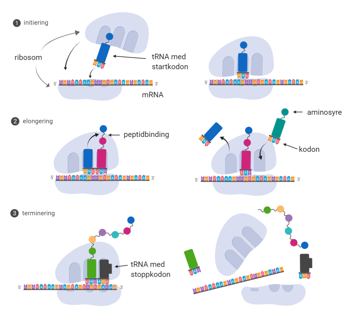 Proteinsyntese