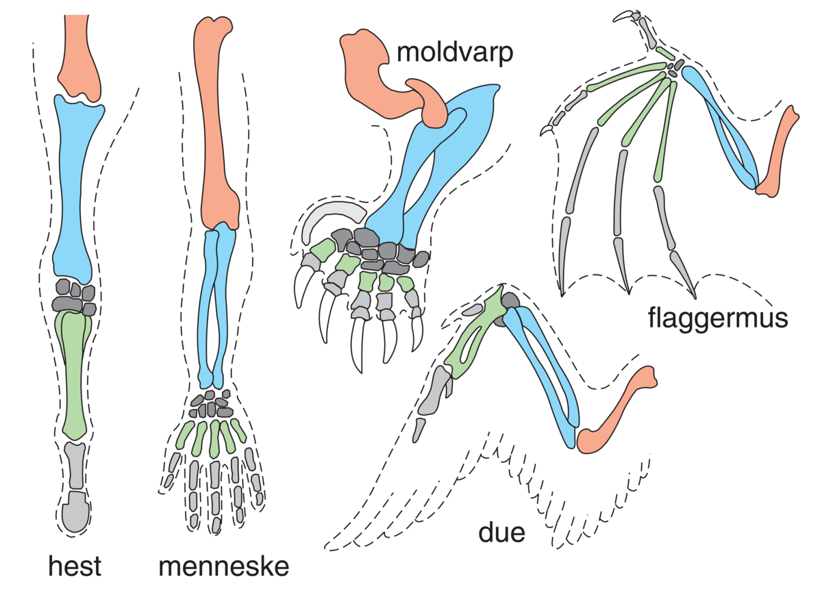 Homologe organer