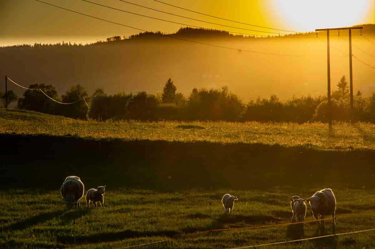 Sau i solnedgang