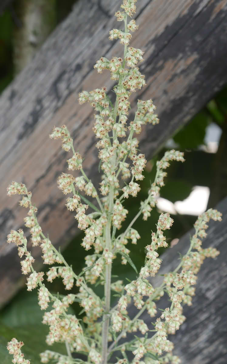 Burot: blomsterstand. Fra Tåsen i Oslo.
