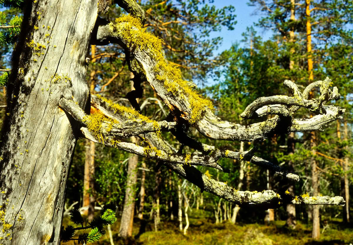 Ulvelav