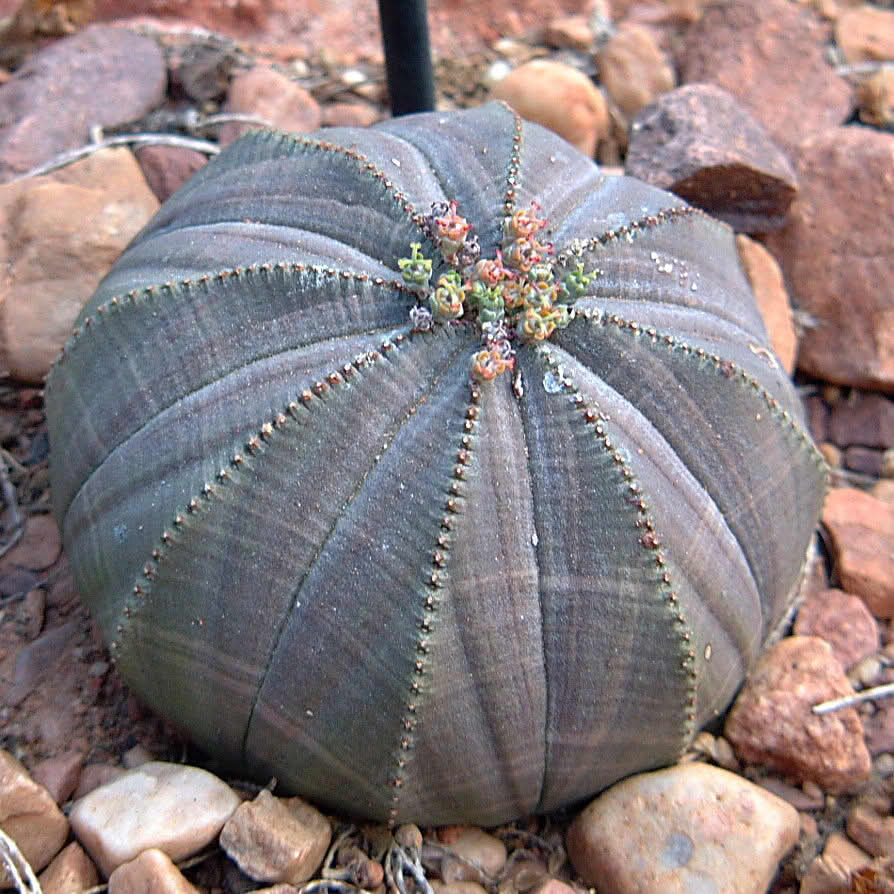 Euphorbia obesa