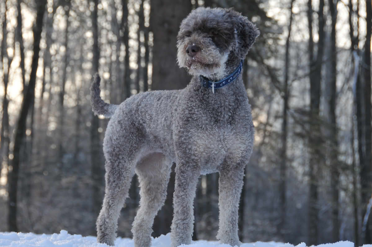 Lagotto romagnolo