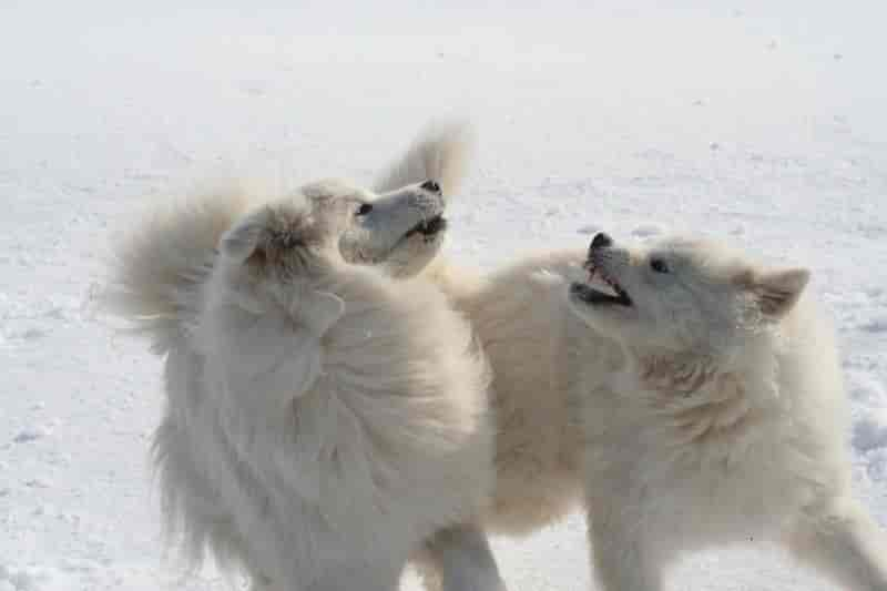 Samojedhunder