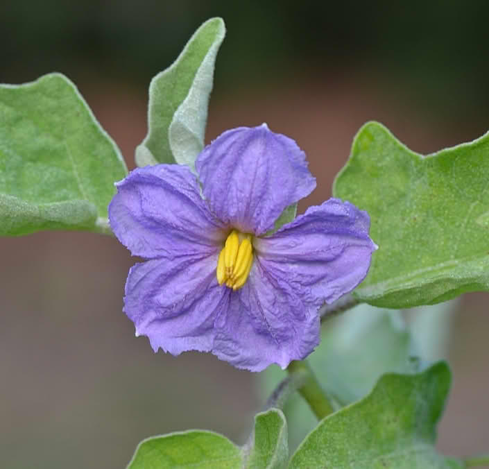 Aubergine-blomst
