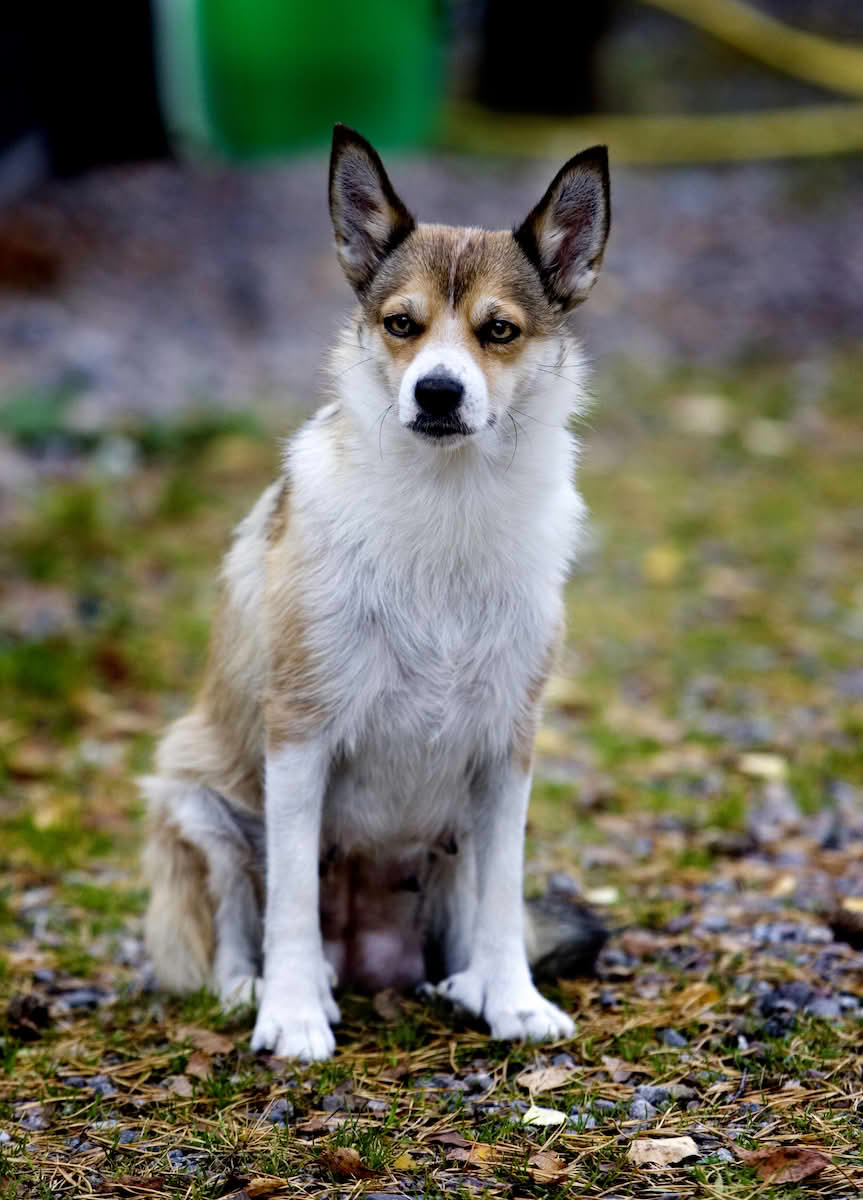Norsk lundehund