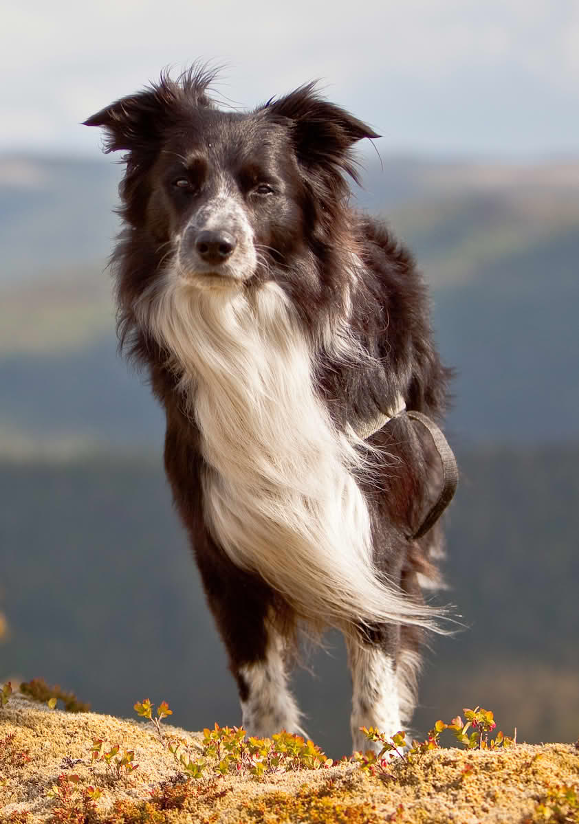 Border collie