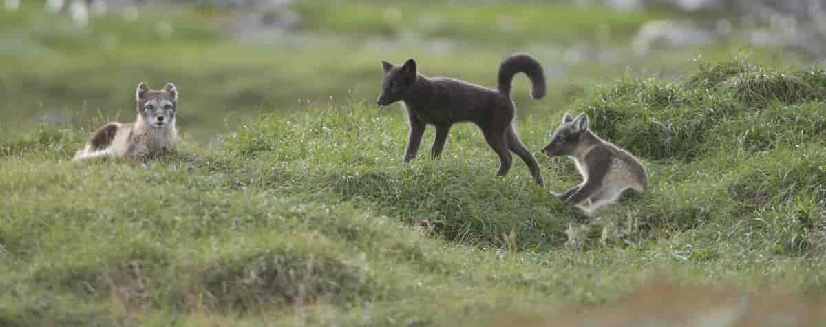 Vulpes lagopus