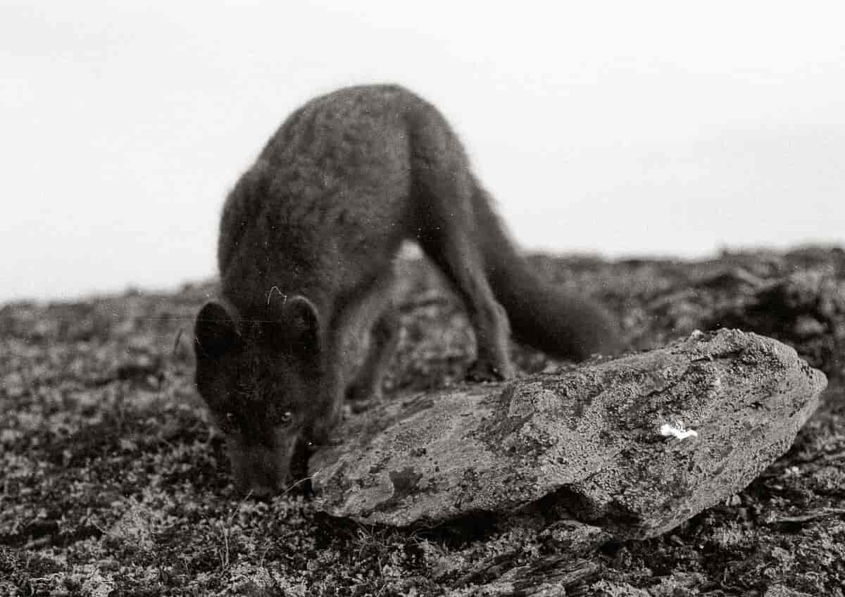 Vulpes lagopus