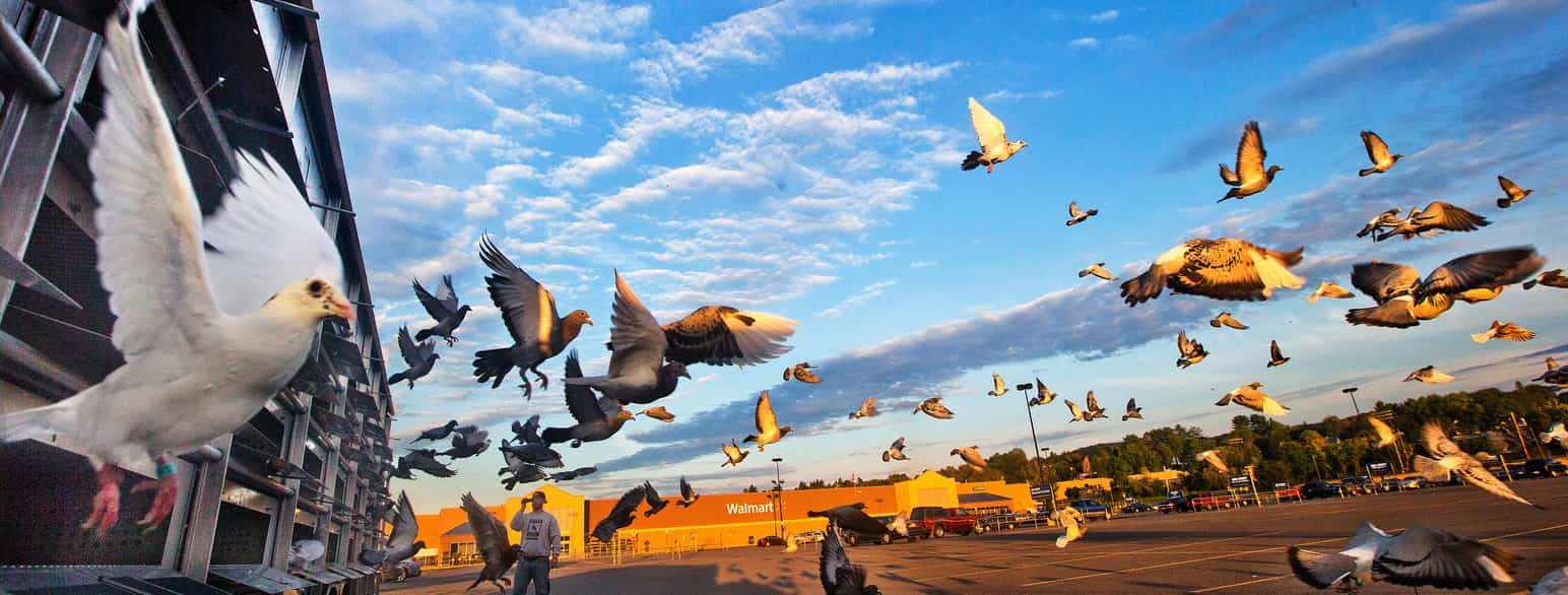 Foto av brevduer som flyr over en parkeringsplass. I bakgrunnen er en bygning det står Walmart på.