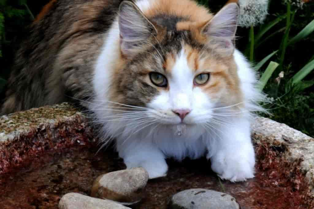 Felis catus (Maine Coon)