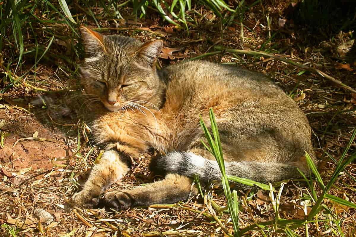 Afrikansk villkatt, Felis silvestris libyca