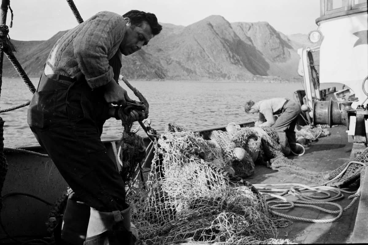 Fra småtråleren "Thor Iversen" på fangstfeltet Ny-Slepen i 1952.