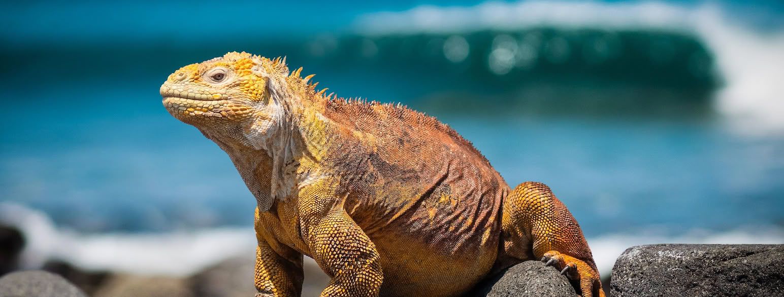 Haviguan finnes kun på Galapagosøyene.