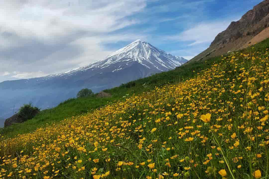 fjell med snø på, blomstereng i forgrunnen