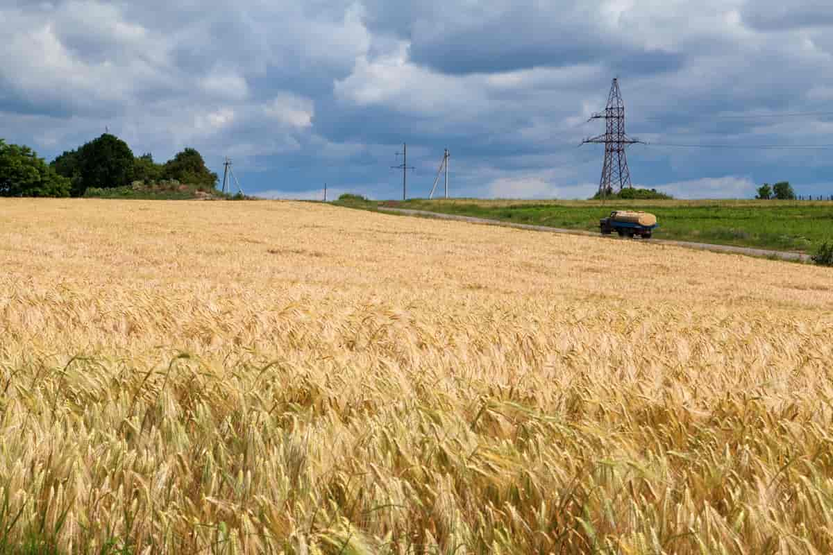 Foto modent korn på åker med en lastebil, høyspentmast og trær i bakgrunnen.