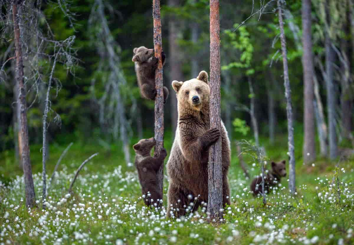 Ei binne står foran tre i skogen. I trea klatrar tre små ungar. 