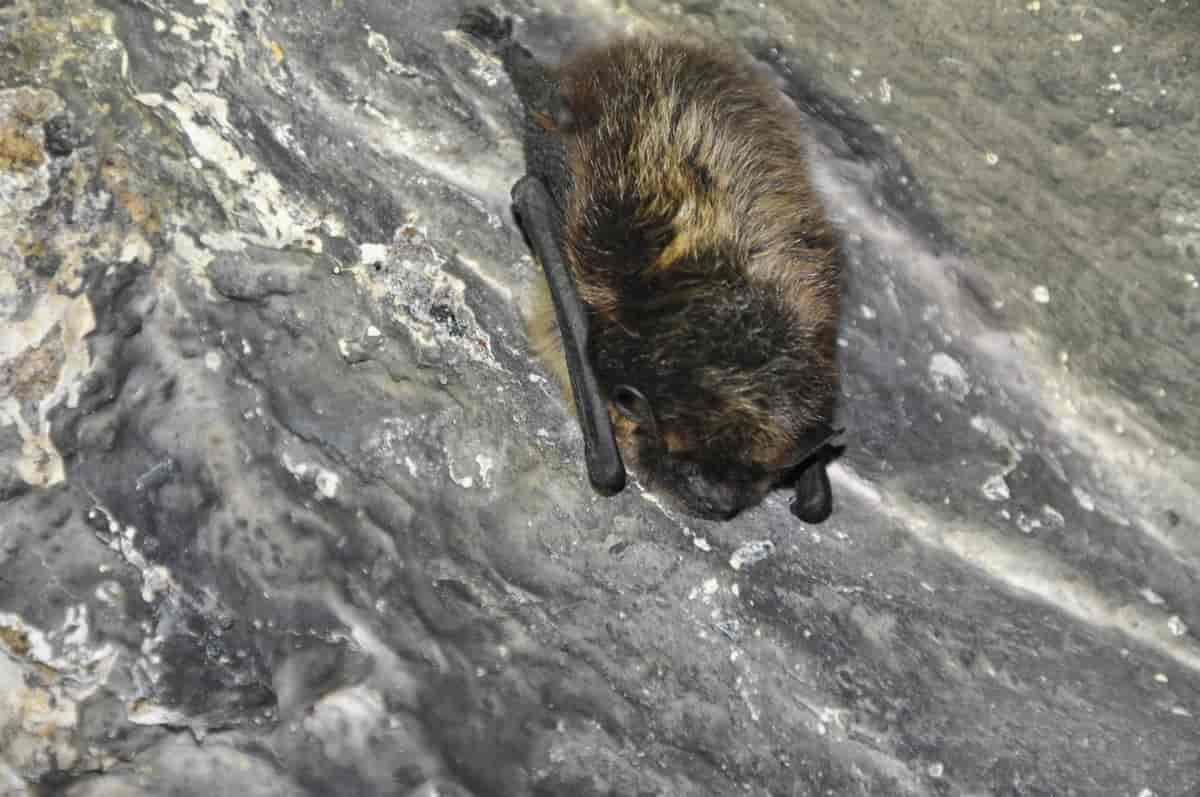 flaggermus ligger på et berg