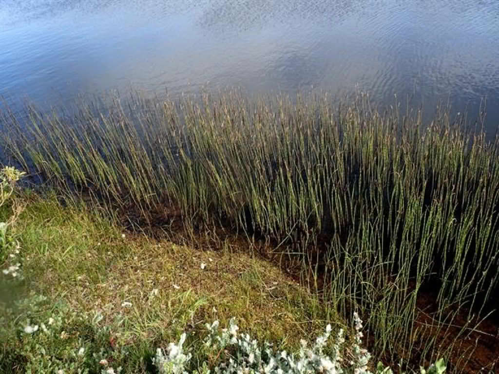 Equisetum fluviatile