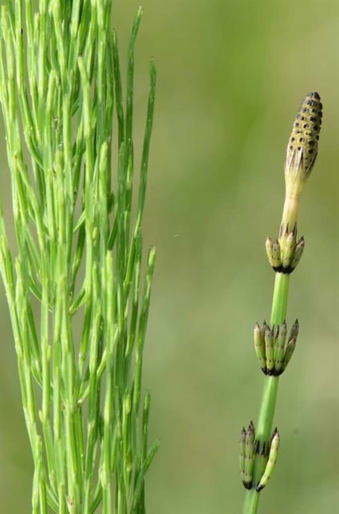 Equisetum palustre