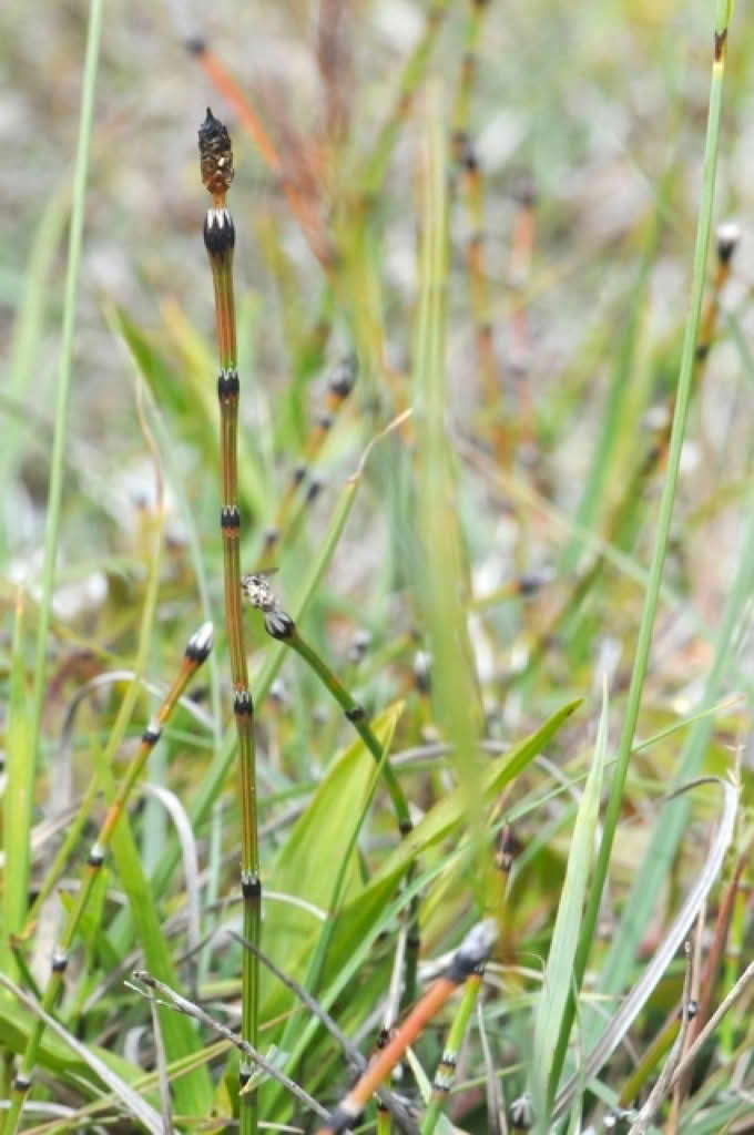 Equisetum variegatum
