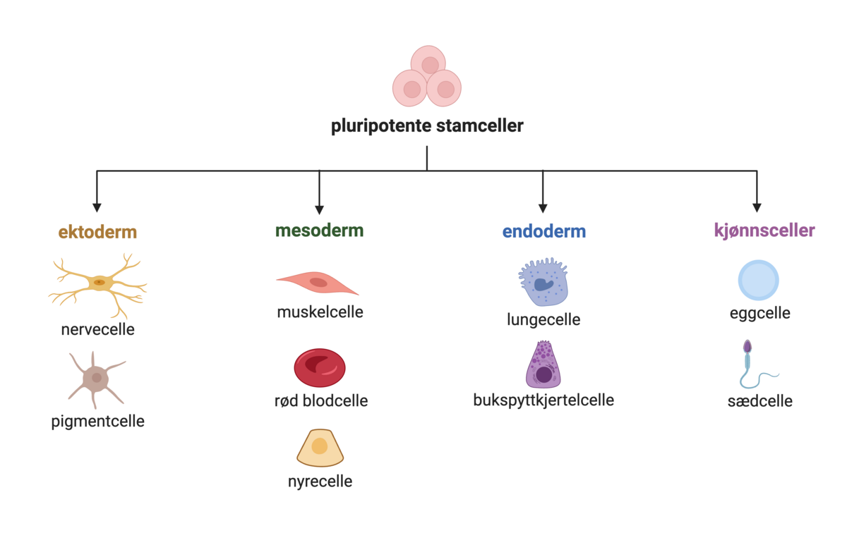 Celledifferensiering