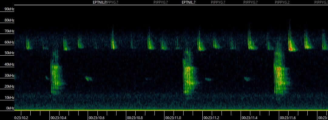 Pipistrellus pygmaeus