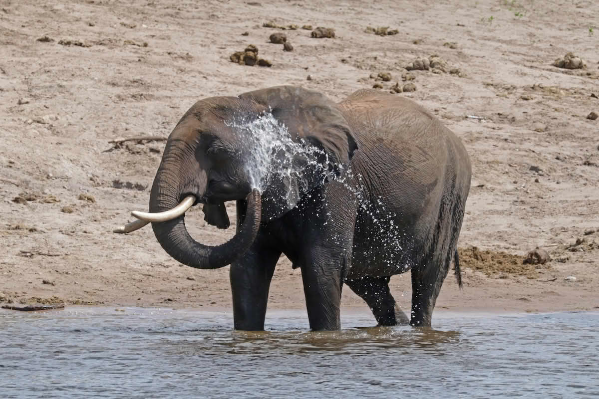 Savanneelefant som kjøler seg ned med en dusj i Botswana.