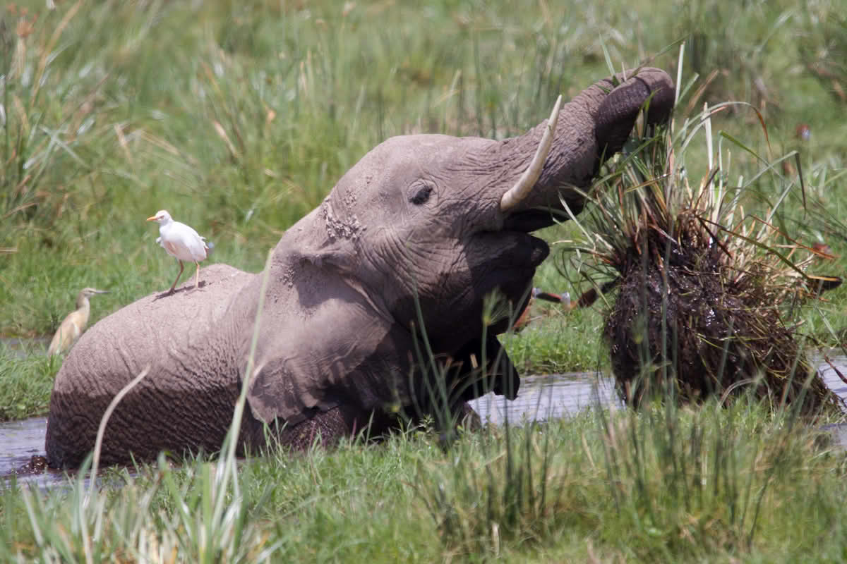 Savanneelefant med parasittspisende hegre på ryggen i Kenya.