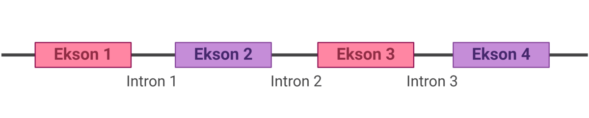 Intron