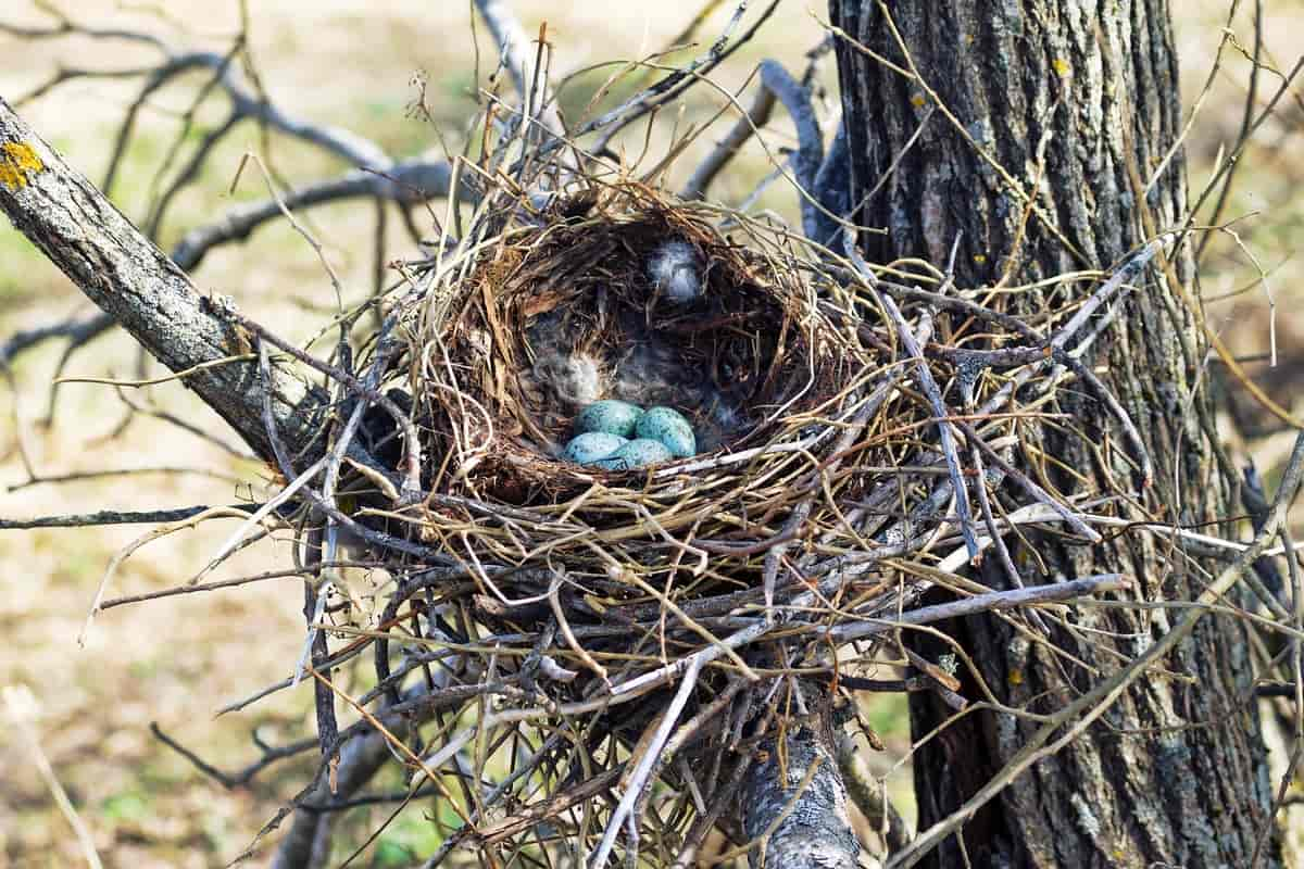 Bildet viser et reir med fire grønne egg i et tre.