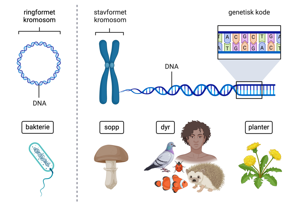 Figuren er delt i to. På den ene siden ser man en bakterie og et sirkelformet kromosom. På den andre siden ser man sopp, dyr og planter som har stavformete kromosomer med to korte armer og to lange armer. DNA-et i det stavformete kromosomet er forstørret slik at man ser spiralformen. Med enda større forstørrelse ser man at DNA-et er som to lange tråder med bokstaver som danner en genetisk kode.