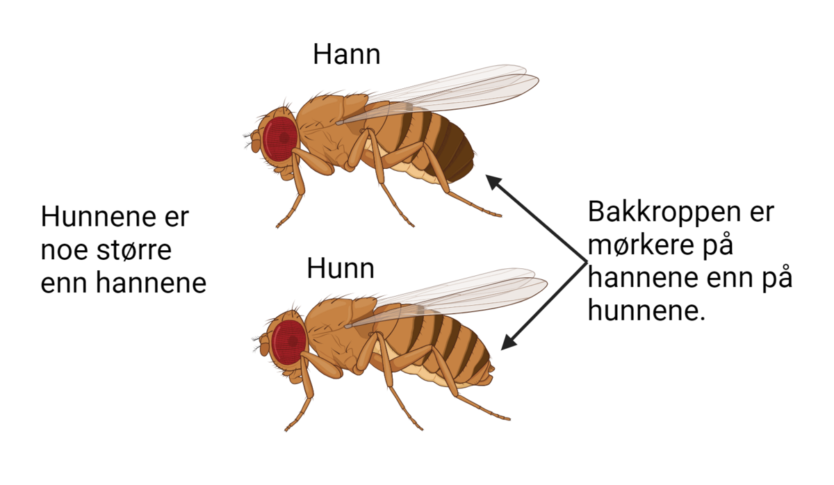 Bananflue hann og hunn