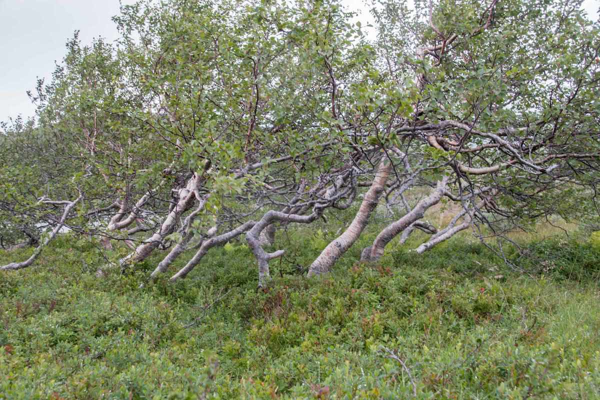 Flellbjørk i skoggrensa