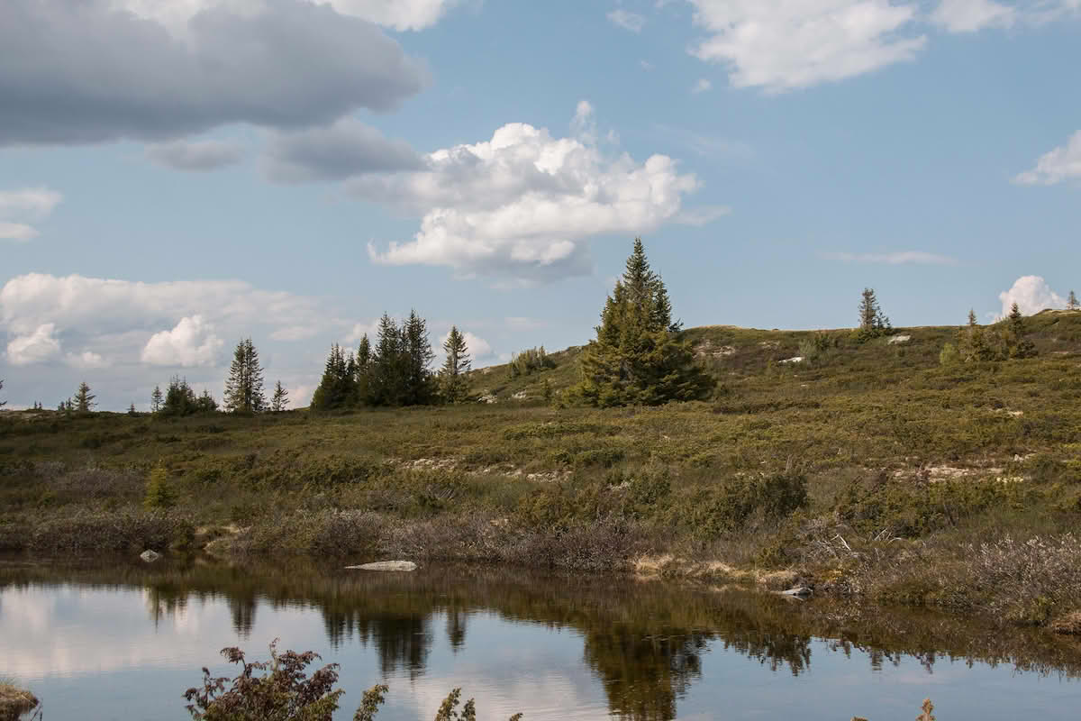 Grankloner i skoggrensa