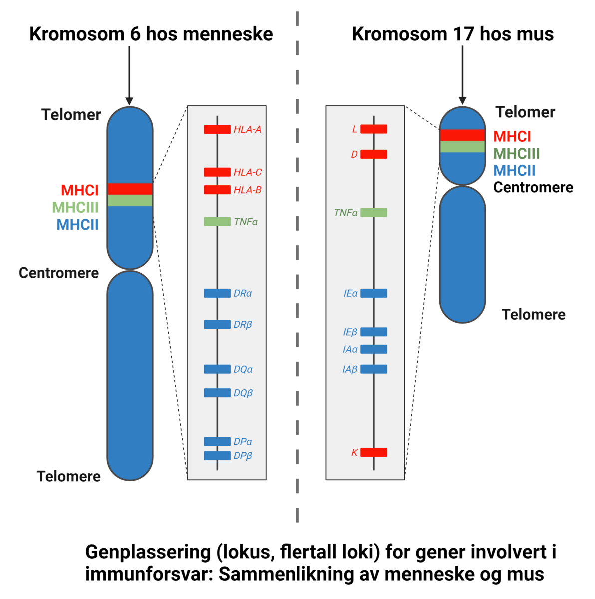 Lokus (genplassering)