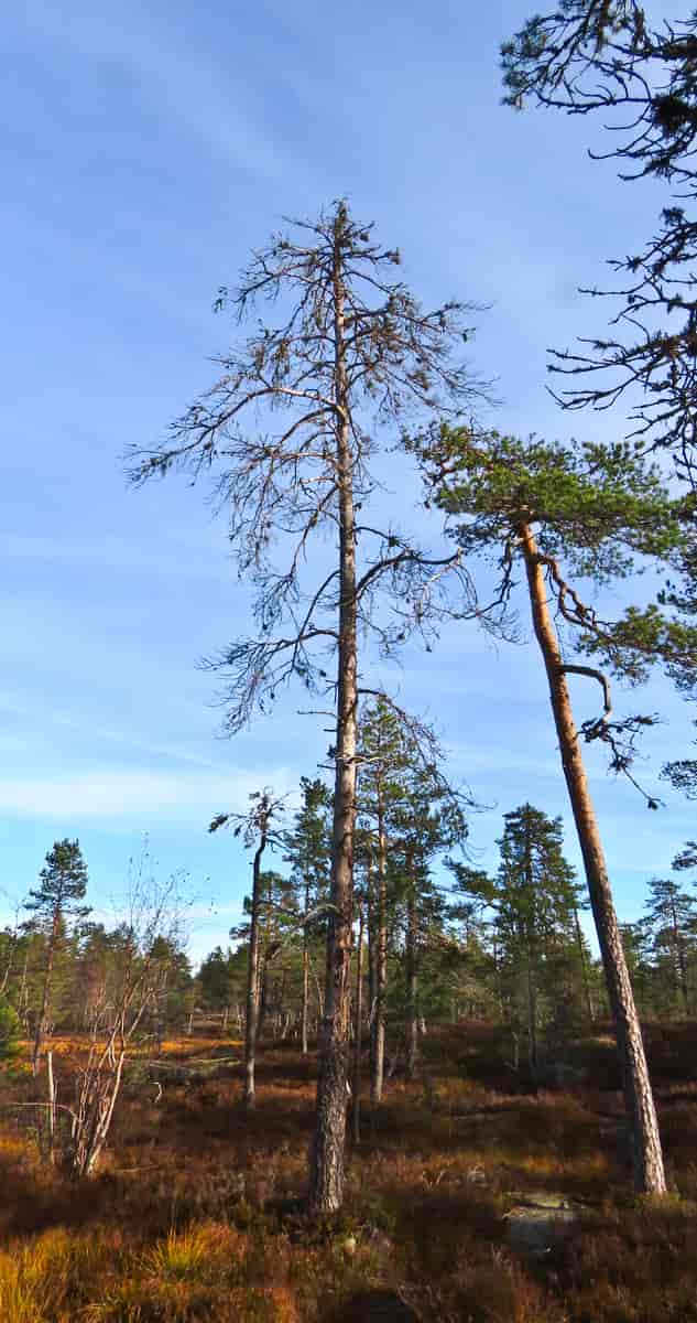 Skrå vekst utvikler tennarceller.