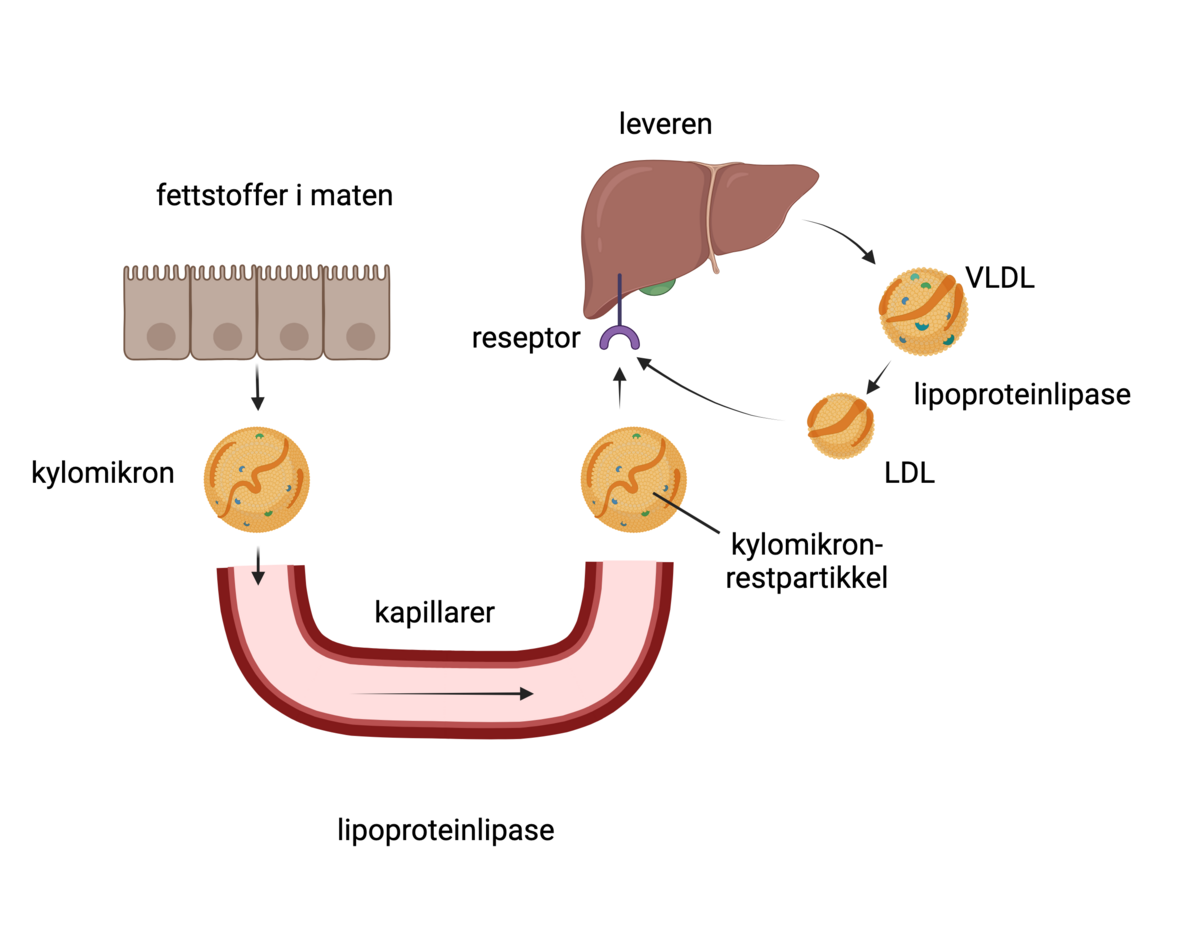 Fra kylomikron til LDL