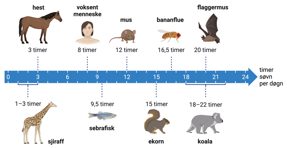 Antall timer søvn per døgn hos ulike dyr